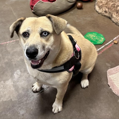 Sadie- Super Sweet, Potty Trained! Adopt $50, an adoptable Mixed Breed in Flagstaff, AZ, 86004 | Photo Image 1