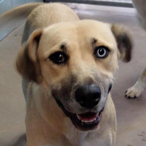 Sadie- Super Sweet, Potty Trained! Adopt $50, an adoptable Mixed Breed in Flagstaff, AZ, 86004 | Photo Image 2