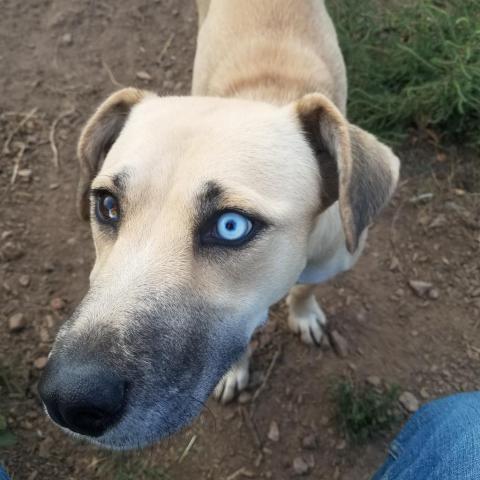 Sadie- Super Sweet, Potty Trained! Adopt $50, an adoptable Mixed Breed in Flagstaff, AZ, 86004 | Photo Image 3