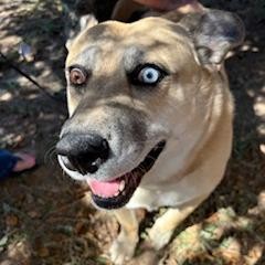 Sadie- Super Sweet, Potty Trained! Adopt $50, an adoptable Mixed Breed in Flagstaff, AZ, 86004 | Photo Image 4