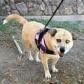 Sadie- Super Sweet, Potty Trained! Adopt $50, an adoptable Mixed Breed in Flagstaff, AZ, 86004 | Photo Image 5