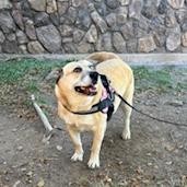 Sadie- Super Sweet, Potty Trained! Adopt $50, an adoptable Mixed Breed in Flagstaff, AZ, 86004 | Photo Image 6