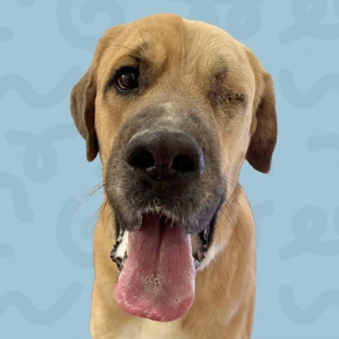 Lug nut, an adoptable Bullmastiff in Reno, NV, 89502 | Photo Image 1