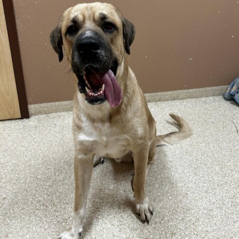 Lug nut, an adoptable Bullmastiff in Reno, NV, 89502 | Photo Image 2