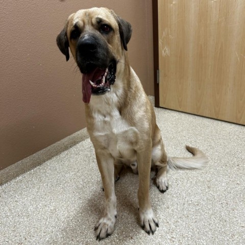 Lug nut, an adoptable Bullmastiff in Reno, NV, 89502 | Photo Image 3