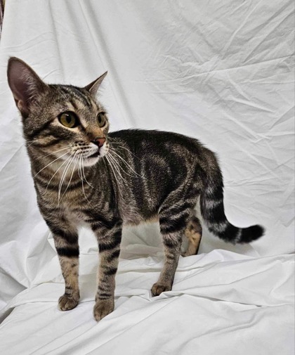 Monty, an adoptable Domestic Short Hair in McCook, NE, 69001 | Photo Image 1