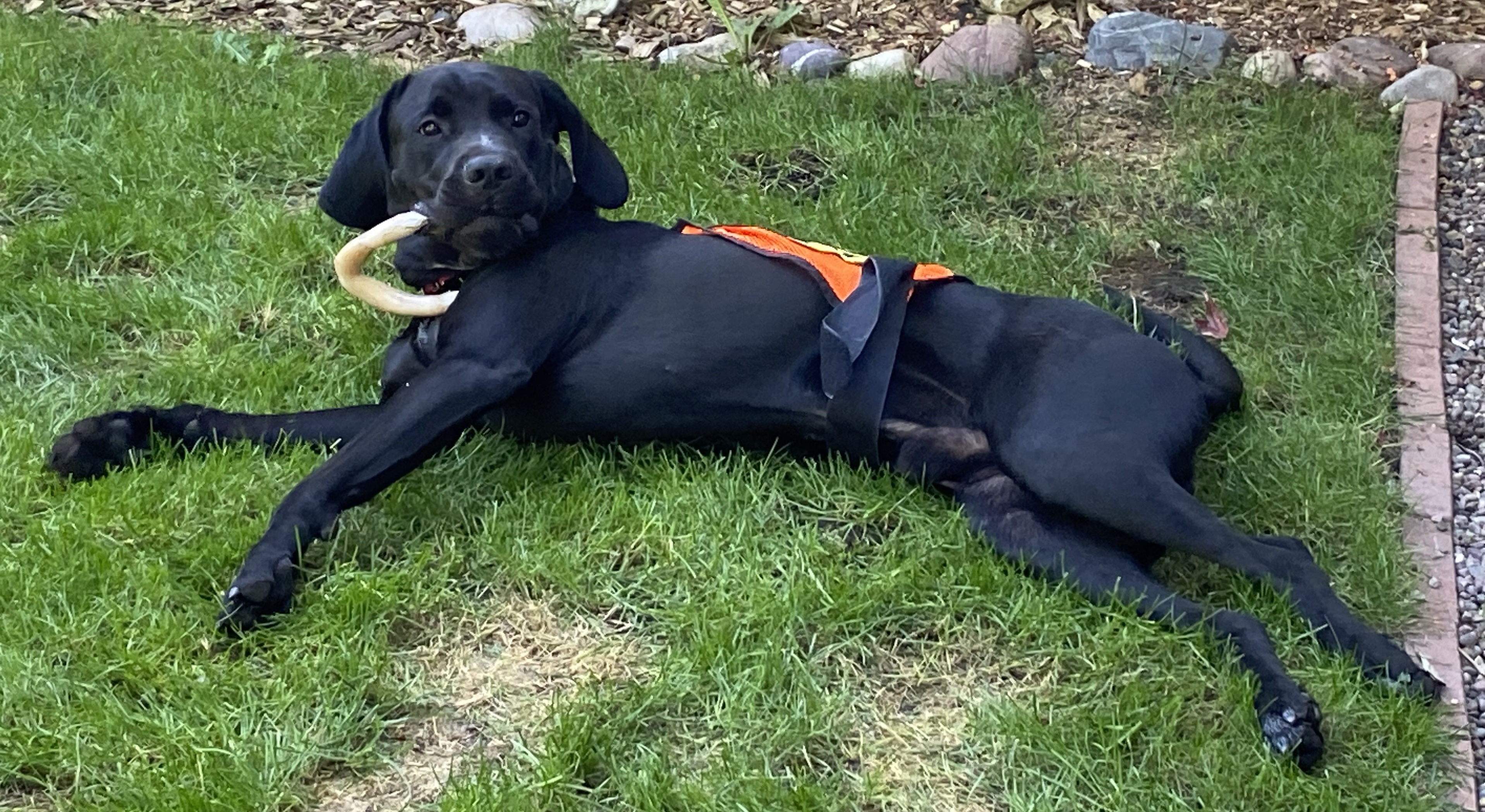 Bruno, an adoptable Hound, Mixed Breed in Everett, WA, 98201 | Photo Image 3