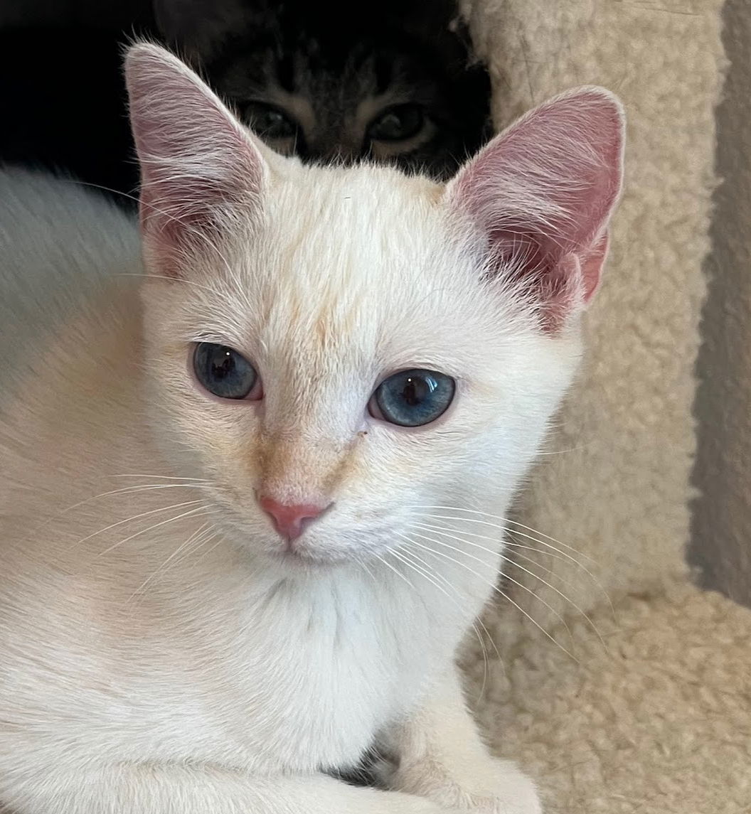 Prosecco, an adoptable Domestic Short Hair in Laramie, WY, 82073 | Photo Image 1