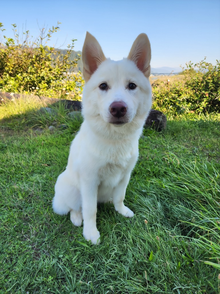 Lukman AKA Lucky, an adoptable Samoyed in Gold Beach, OR, 97444 | Photo Image 1