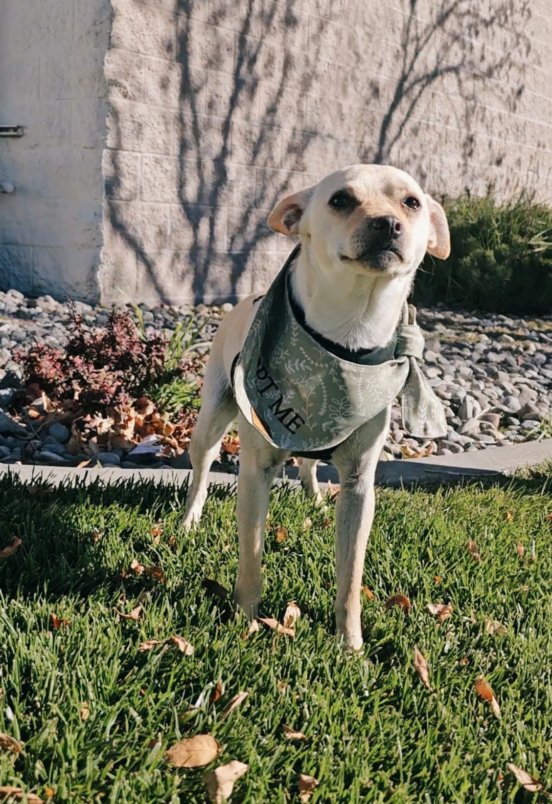 Boscoe, an adoptable Chihuahua in Twin Falls, ID, 83301 | Photo Image 1