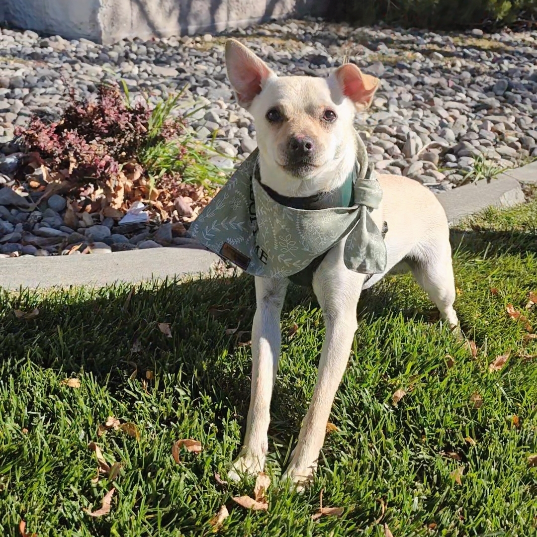 Boscoe, an adoptable Chihuahua in Twin Falls, ID, 83301 | Photo Image 2