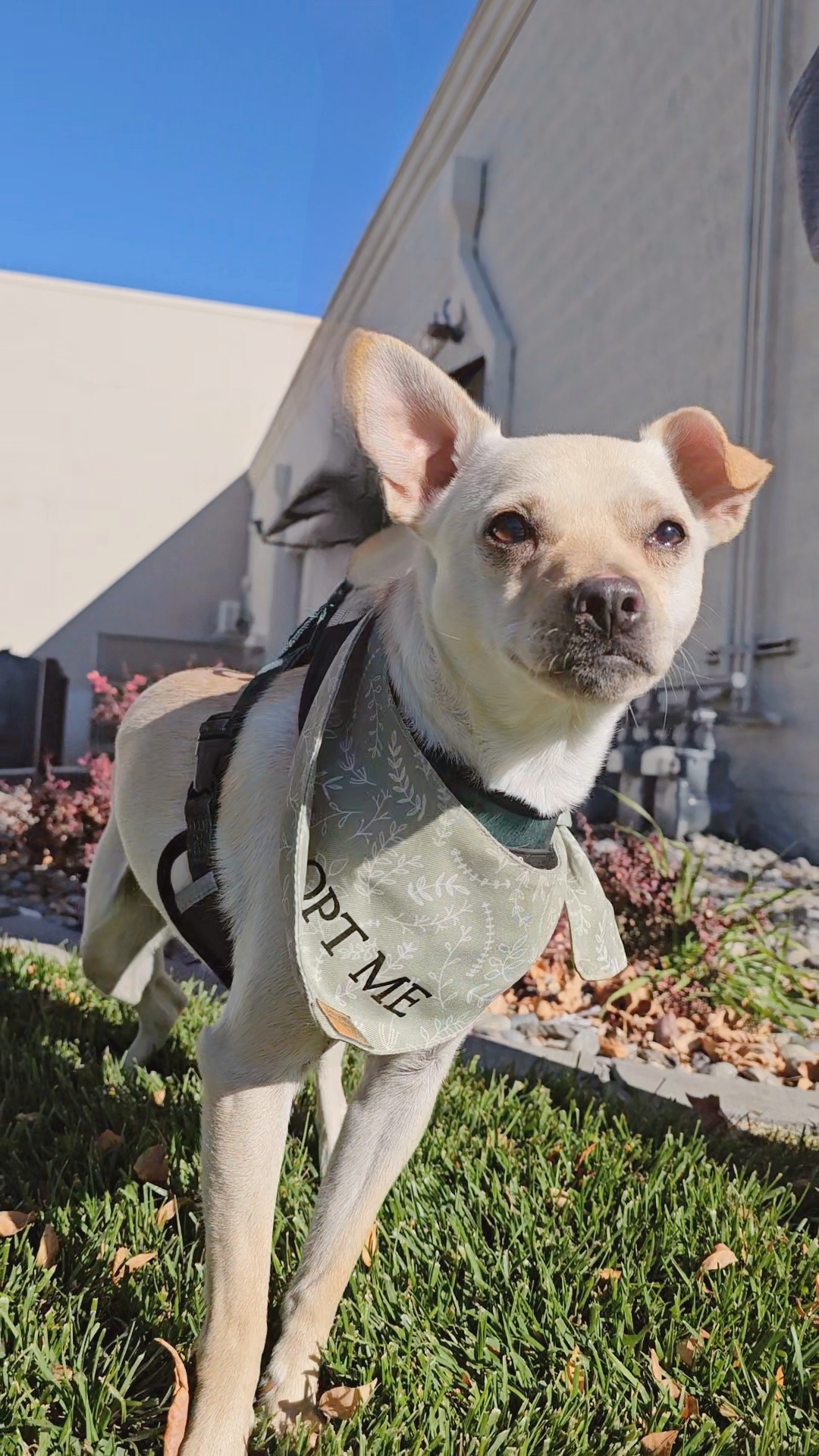 Boscoe, an adoptable Chihuahua in Twin Falls, ID, 83301 | Photo Image 3