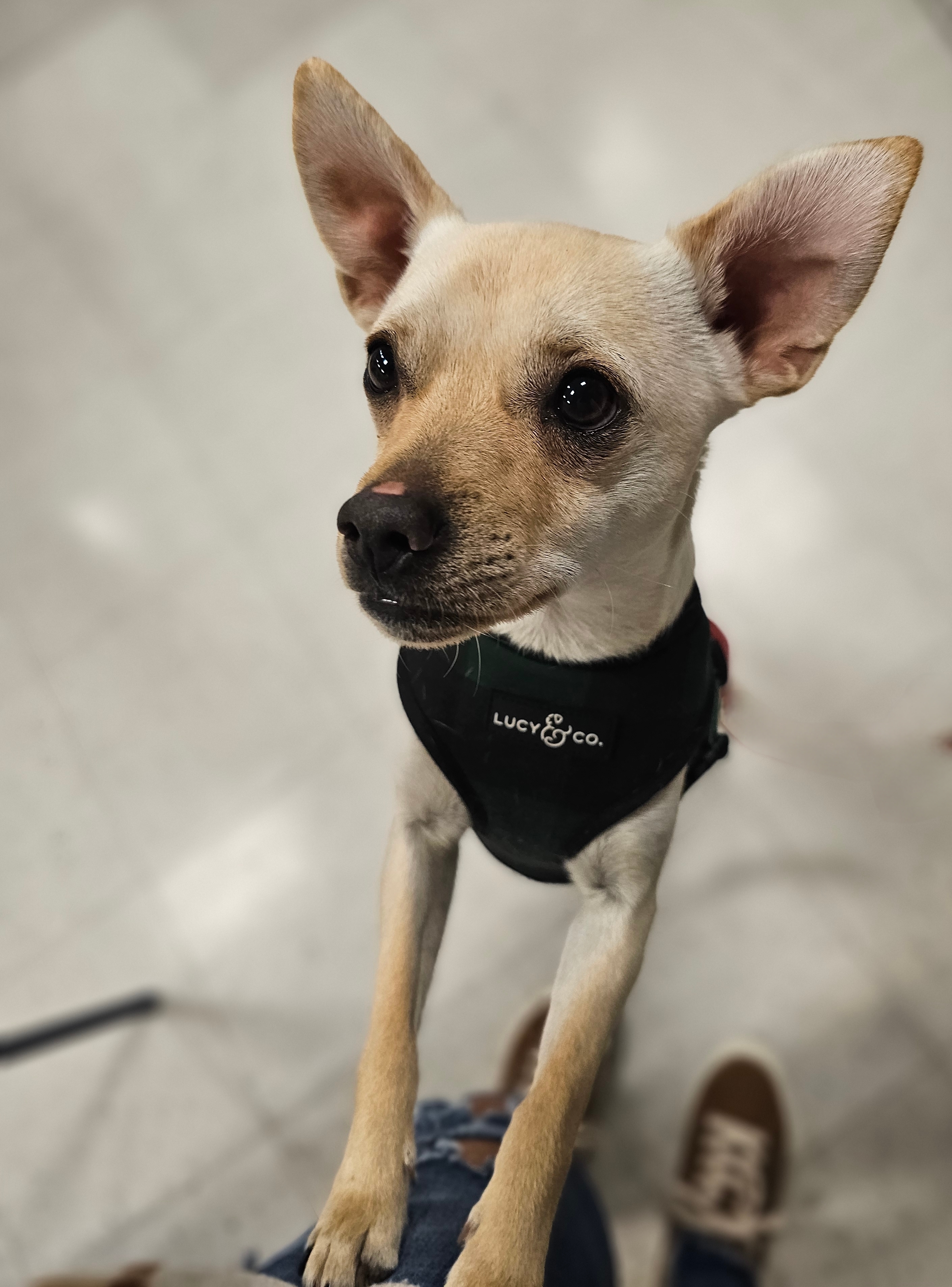 Boscoe, an adoptable Chihuahua in Twin Falls, ID, 83301 | Photo Image 4