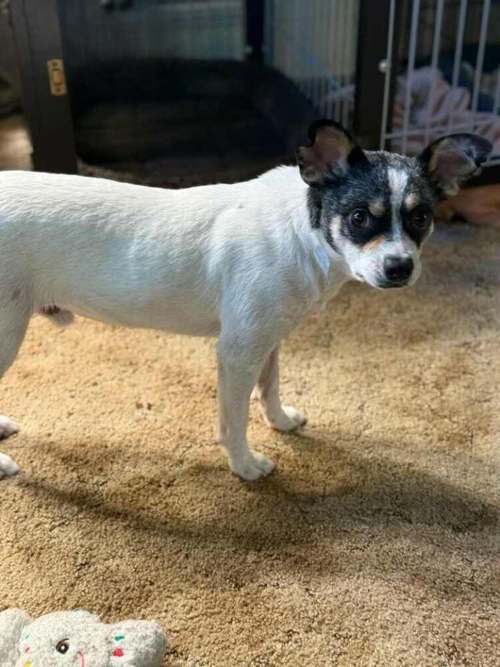 Dog for adoption Peanut, a Jack Russell Terrier Mix in Loveland, OH