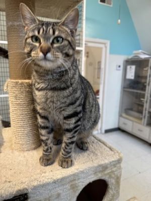 Francine, Baby Female Domestic Short Hair