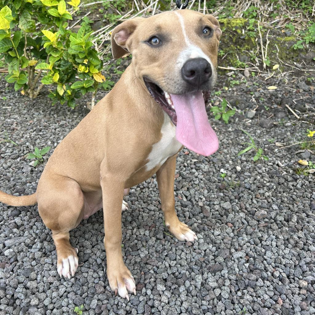 Moana, an adoptable Mixed Breed in Keaau, HI, 96749 | Photo Image 1