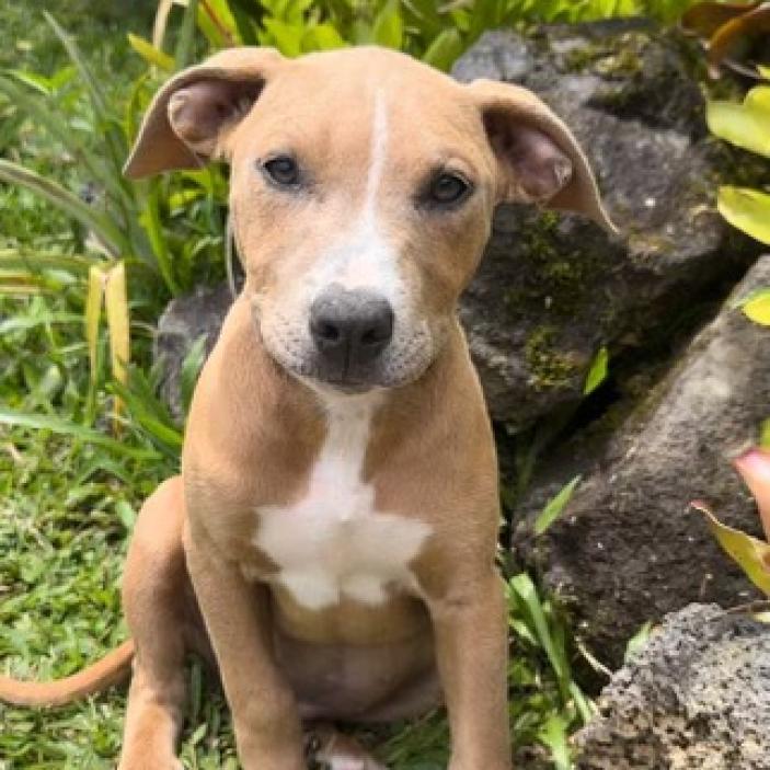 Moana, an adoptable Mixed Breed in Keaau, HI, 96749 | Photo Image 2