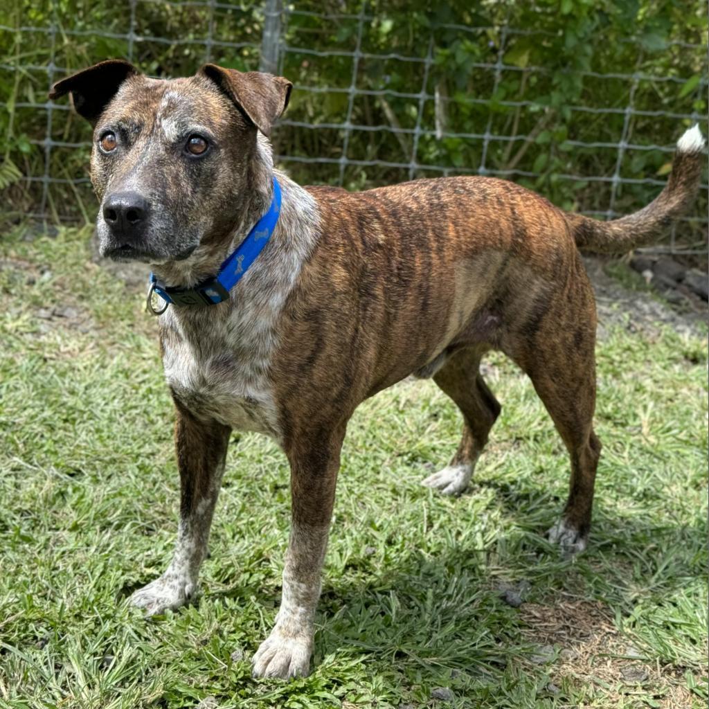 Chuck, an adoptable Pit Bull Terrier in Keaau, HI, 96749 | Photo Image 1