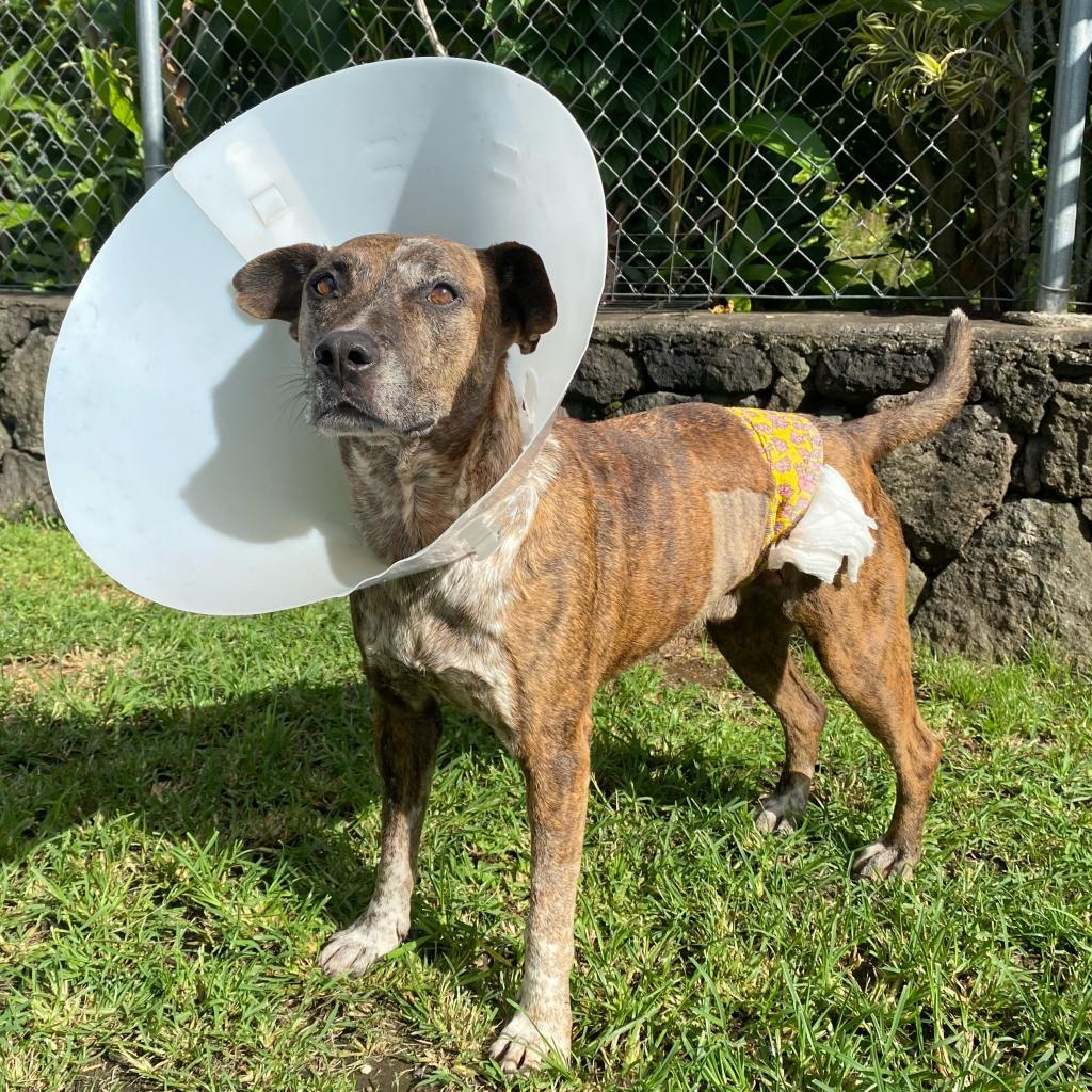 Chuck, an adoptable Pit Bull Terrier in Keaau, HI, 96749 | Photo Image 2