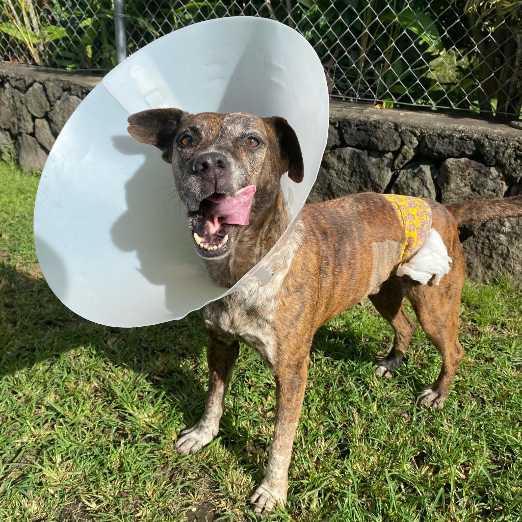 Chuck, an adoptable Pit Bull Terrier in Keaau, HI, 96749 | Photo Image 3