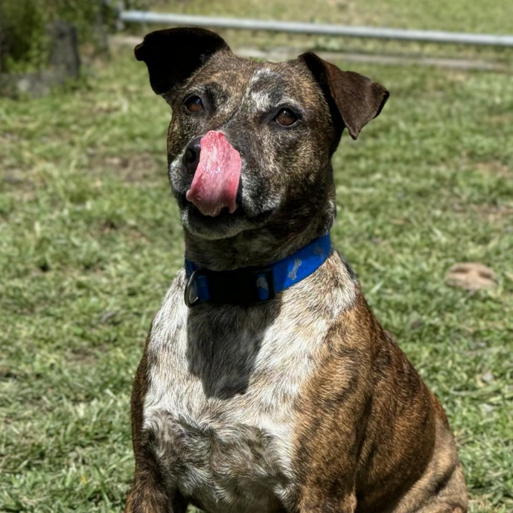 Chuck, an adoptable Pit Bull Terrier in Keaau, HI, 96749 | Photo Image 4