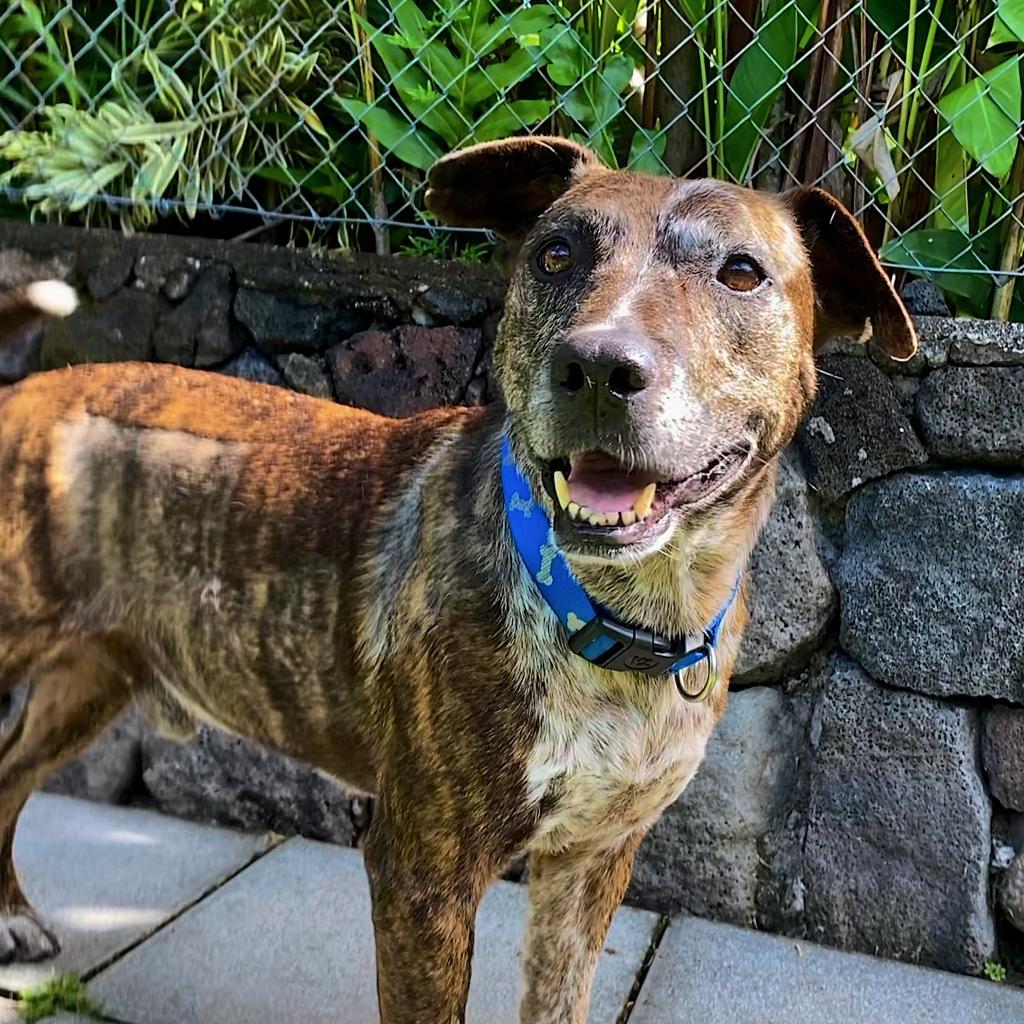 Chuck, an adoptable Pit Bull Terrier in Keaau, HI, 96749 | Photo Image 5