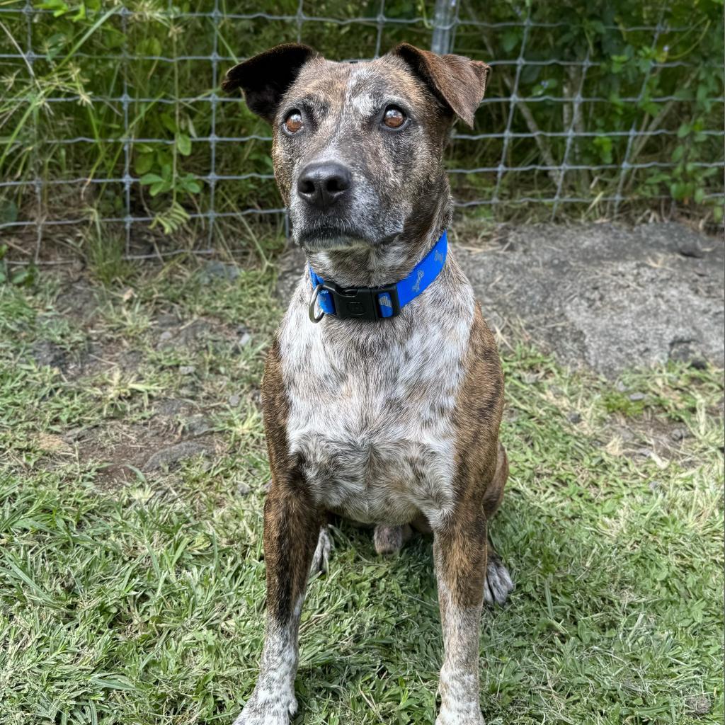 Chuck, an adoptable Pit Bull Terrier in Keaau, HI, 96749 | Photo Image 6