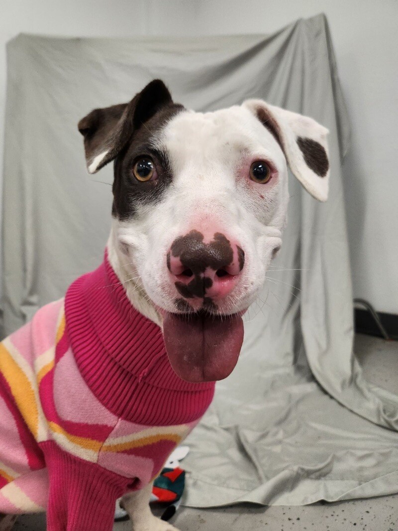 June, an adoptable Pit Bull Terrier, Vizsla in Van Nuys, CA, 91405 | Photo Image 1