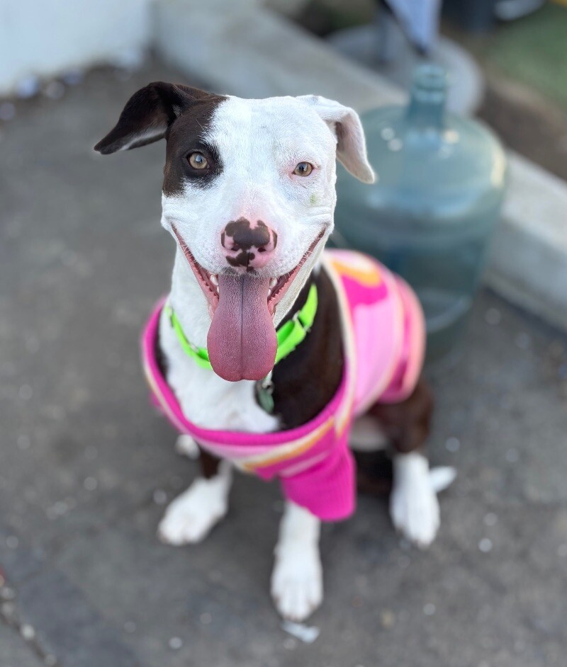 June, an adoptable Pit Bull Terrier, Vizsla in Van Nuys, CA, 91405 | Photo Image 2