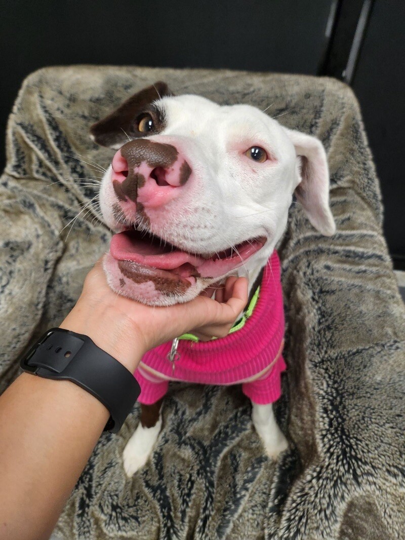 June, an adoptable Pit Bull Terrier, Vizsla in Van Nuys, CA, 91405 | Photo Image 4