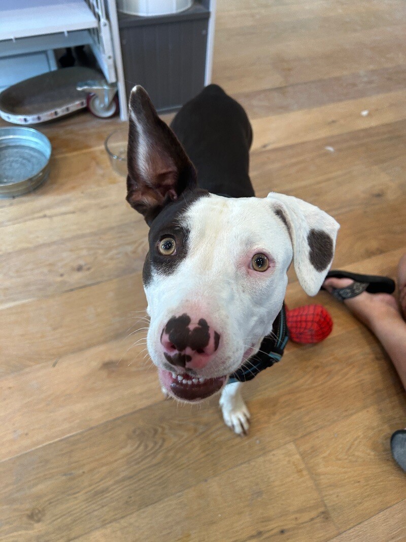 June, an adoptable Pit Bull Terrier, Vizsla in Van Nuys, CA, 91405 | Photo Image 5