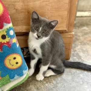 Harley always looks so handsome in his dapper gray tuxedo with the adorable litt