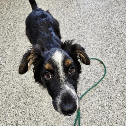 Graham, an adoptable Australian Shepherd, Shetland Sheepdog / Sheltie in Kingman, KS, 67068 | Photo Image 1