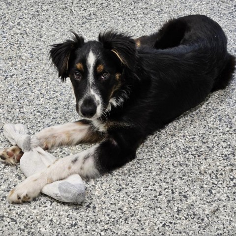 Graham, an adoptable Australian Shepherd, Shetland Sheepdog / Sheltie in Kingman, KS, 67068 | Photo Image 2