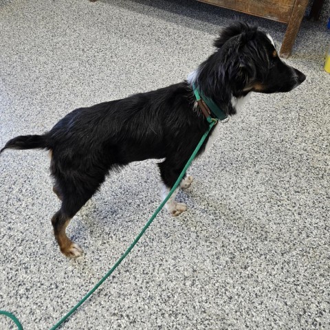 Graham, an adoptable Australian Shepherd, Shetland Sheepdog / Sheltie in Kingman, KS, 67068 | Photo Image 3