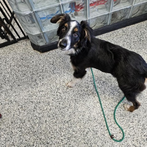 Graham, an adoptable Australian Shepherd, Shetland Sheepdog / Sheltie in Kingman, KS, 67068 | Photo Image 4