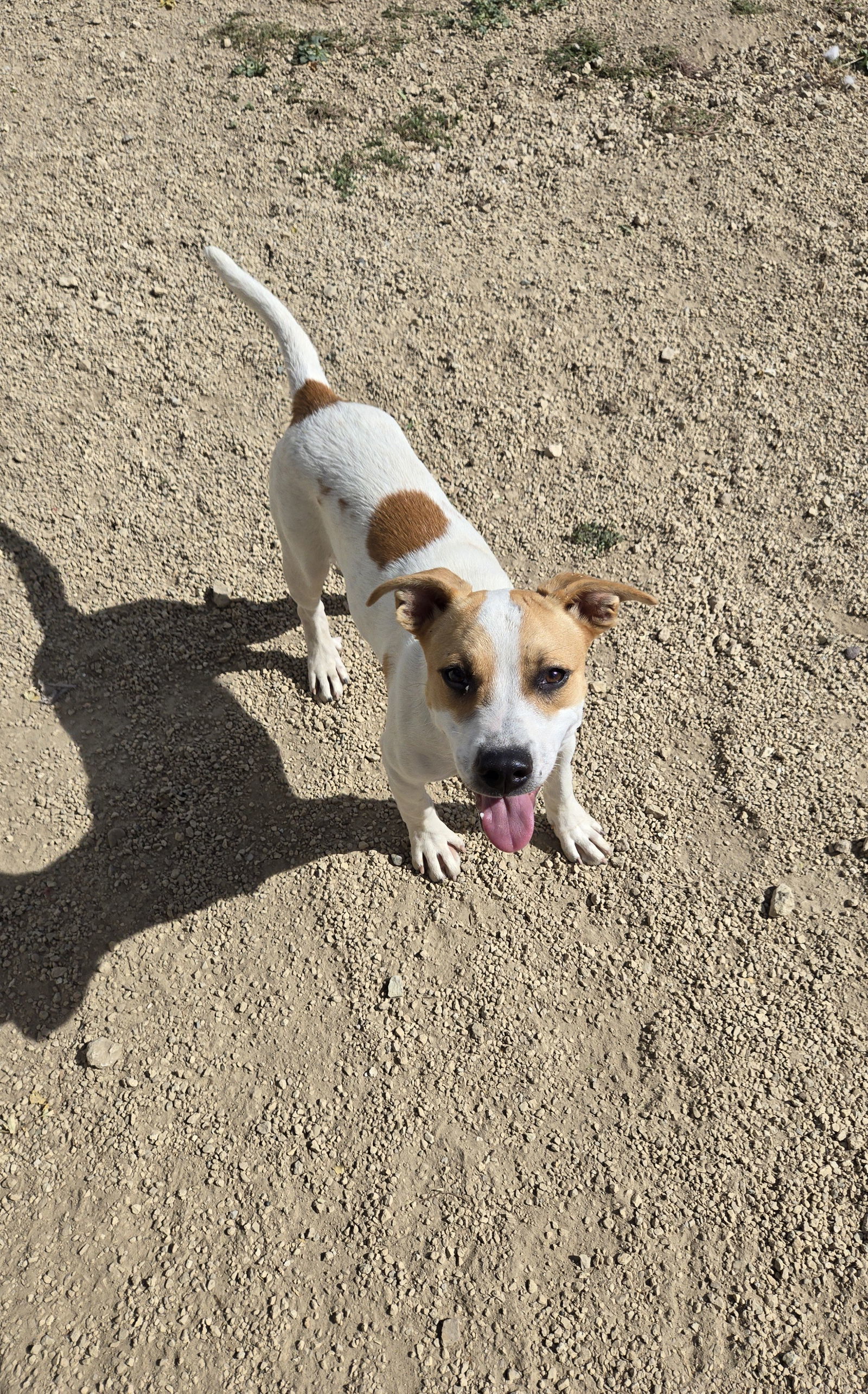Bella, an adoptable Shepherd in Maquoketa, IA, 52060 | Photo Image 1