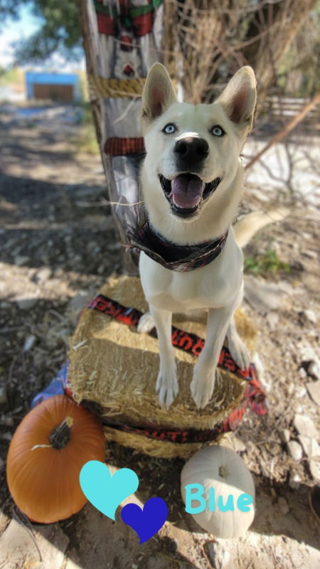 Blue, an adoptable Husky in Monte Vista, CO, 81144 | Photo Image 1