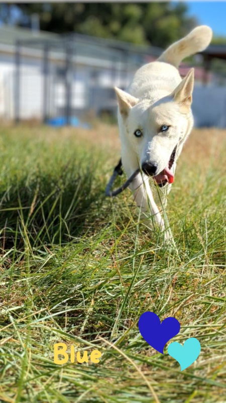 Blue, an adoptable Husky in Monte Vista, CO, 81144 | Photo Image 2