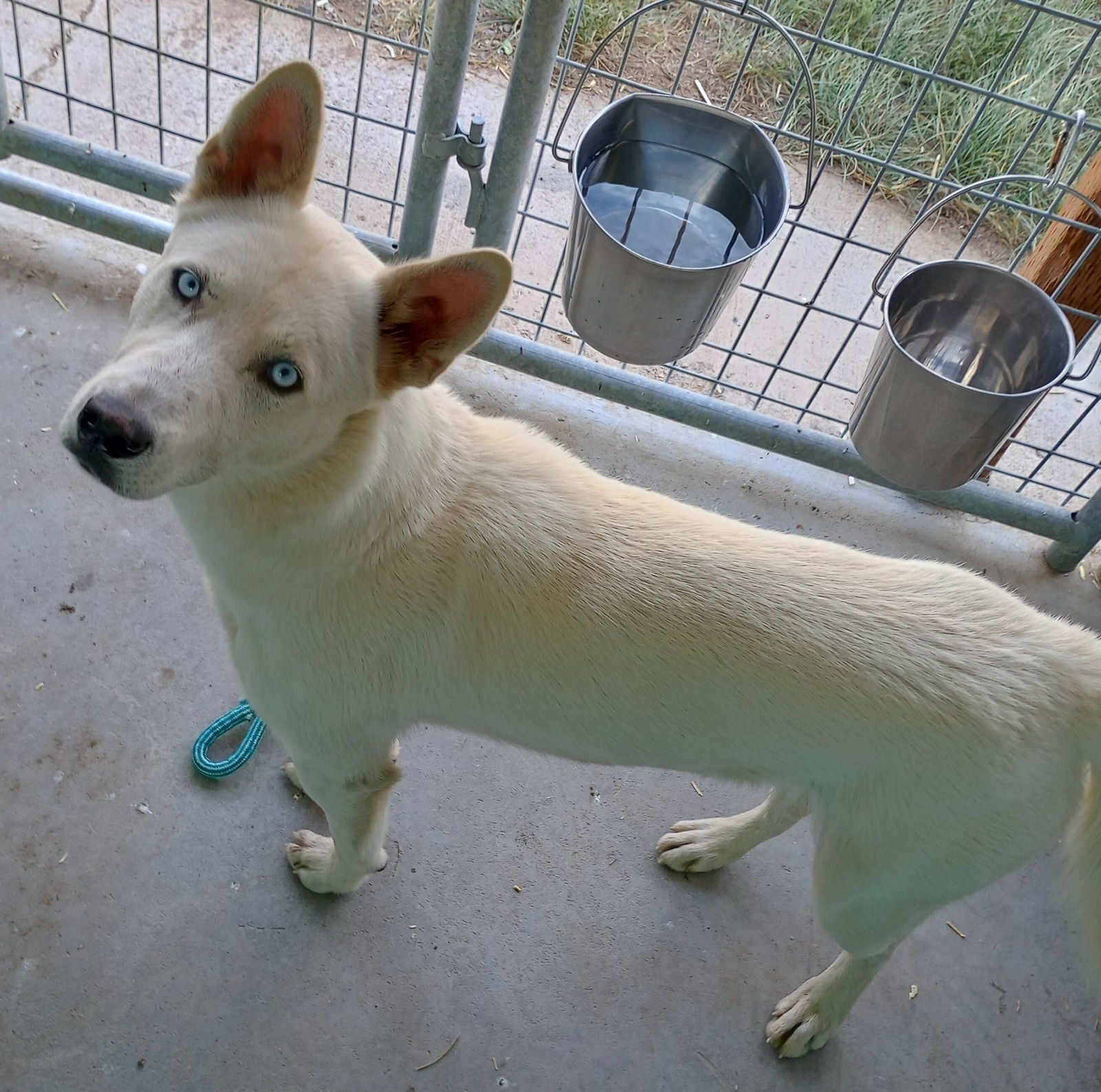 Blue, an adoptable Husky in Monte Vista, CO, 81144 | Photo Image 3