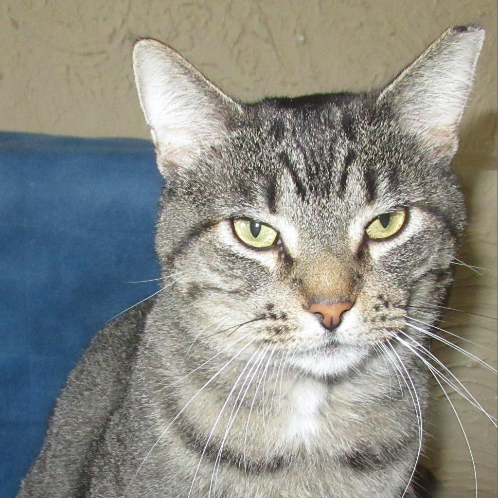 Big Lug, an adoptable Domestic Short Hair in Rochester, MN, 55903 | Photo Image 1