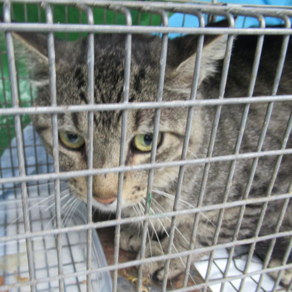 Big Lug, an adoptable Domestic Short Hair in Rochester, MN, 55903 | Photo Image 2