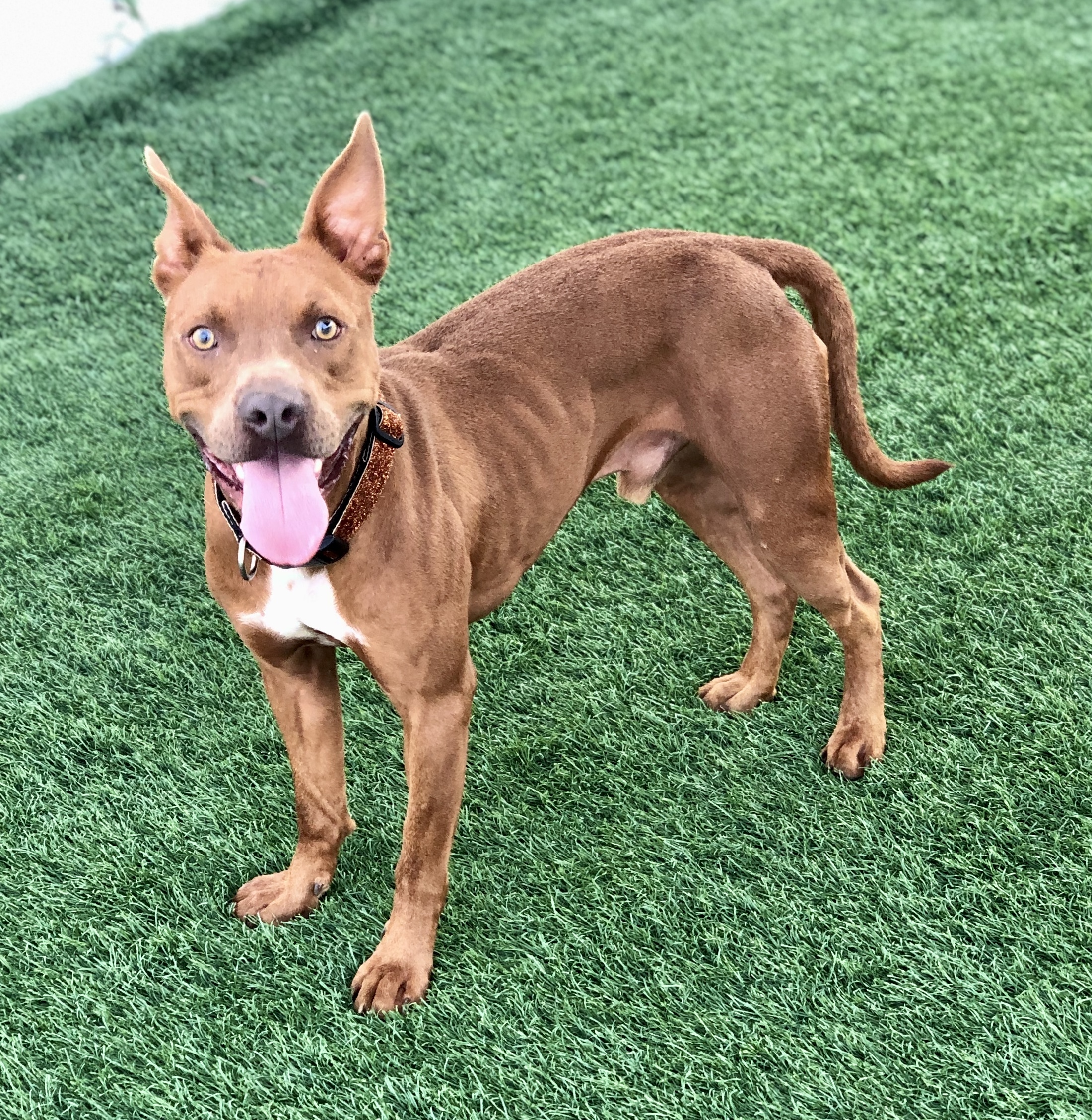 Smiley, an adoptable Pit Bull Terrier, Mixed Breed in Jacksonville, NC, 28546 | Photo Image 1