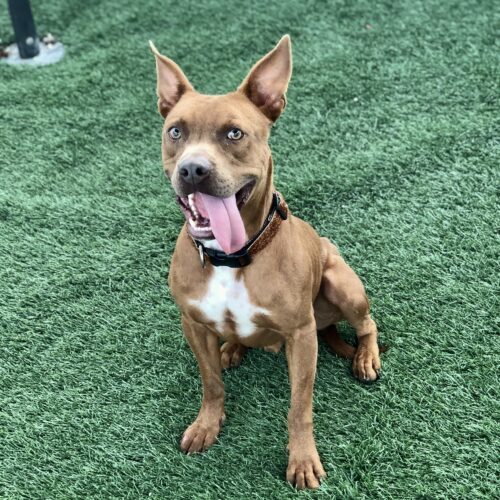 Smiley, an adoptable Pit Bull Terrier, Mixed Breed in Jacksonville, NC, 28546 | Photo Image 2