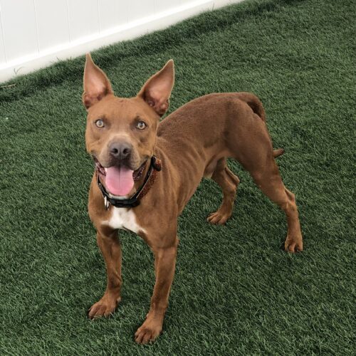 Smiley, an adoptable Pit Bull Terrier, Mixed Breed in Jacksonville, NC, 28546 | Photo Image 3