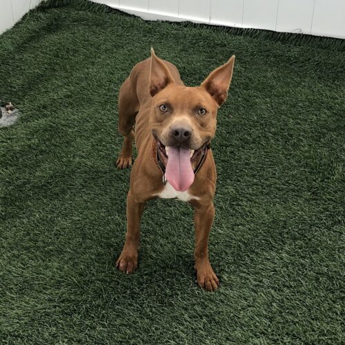 Smiley, an adoptable Pit Bull Terrier, Mixed Breed in Jacksonville, NC, 28546 | Photo Image 4