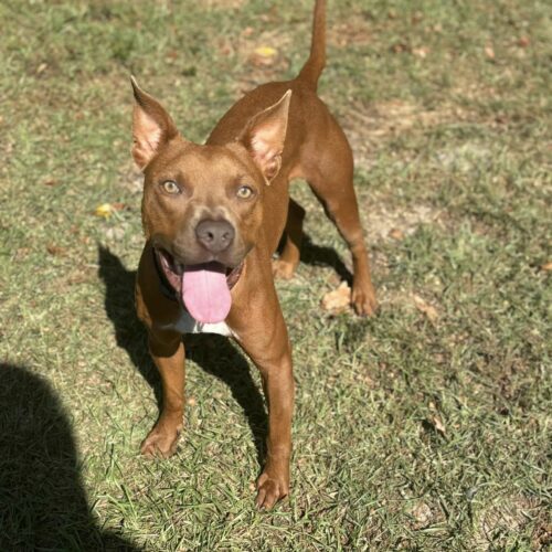 Smiley, an adoptable Pit Bull Terrier, Mixed Breed in Jacksonville, NC, 28546 | Photo Image 5