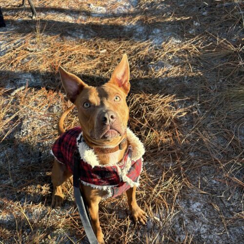 Smiley, an adoptable Pit Bull Terrier, Mixed Breed in Jacksonville, NC, 28546 | Photo Image 6