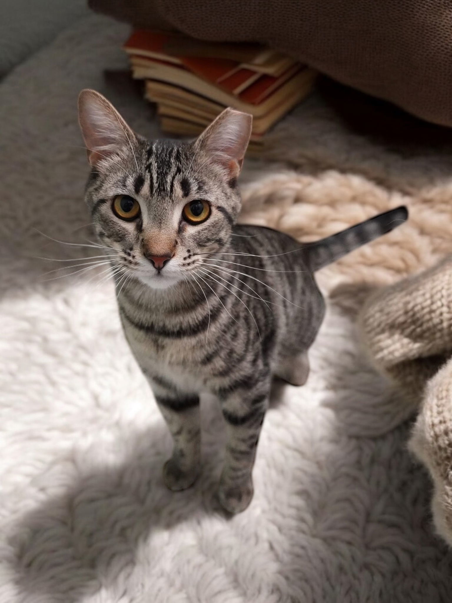 Amos