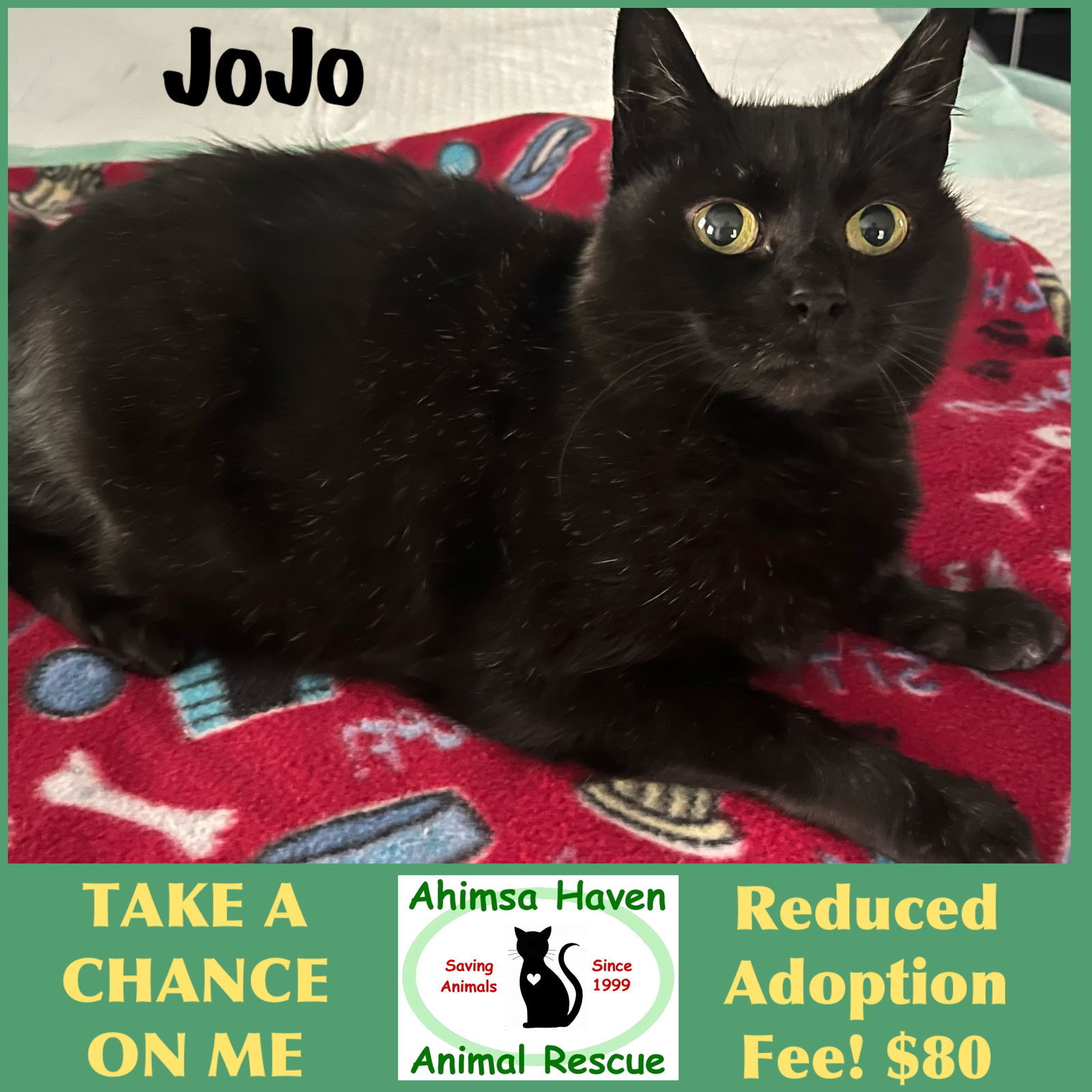 JoJo, an adoptable Domestic Short Hair, American Bobtail in Winchendon, MA, 01475 | Photo Image 1
